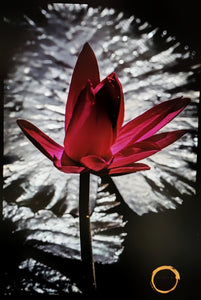 "Red Lily"