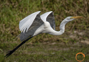 "The Great Egret"